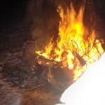 Tree Burn